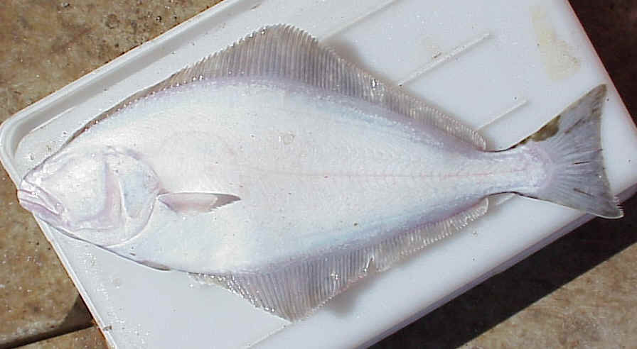 Hippoglossus stenolepis Schmidt, 1904